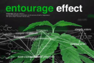 debunked-myths-marijuana-7-chemicals-entourage-effect